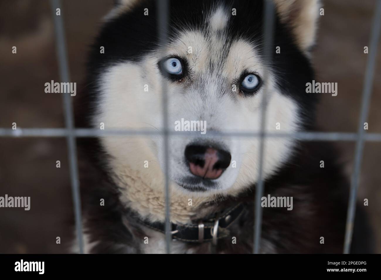 A closeup portrait of a black and white Siberian Husky breed dog behind a metal fence Stock