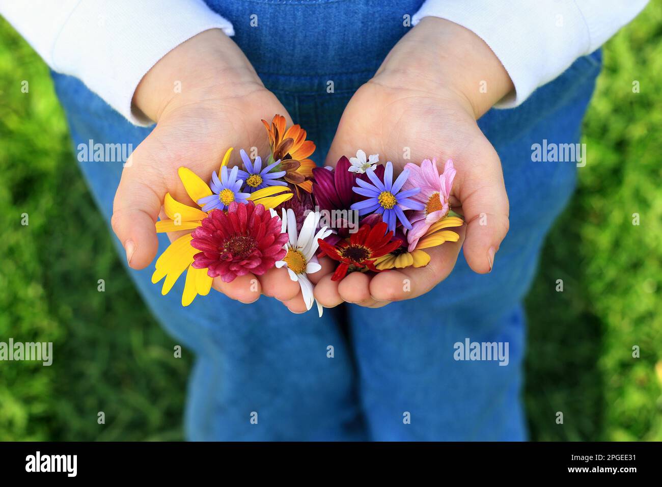 A toddler offering a bunch of flowers to his mother on Mother's Day. Stock Photo