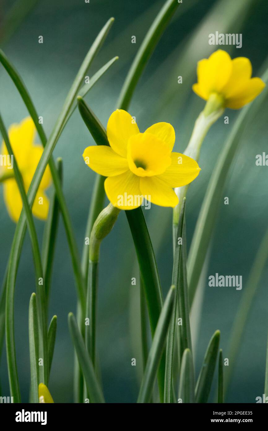 Dwarf daffodils hires stock photography and images Alamy