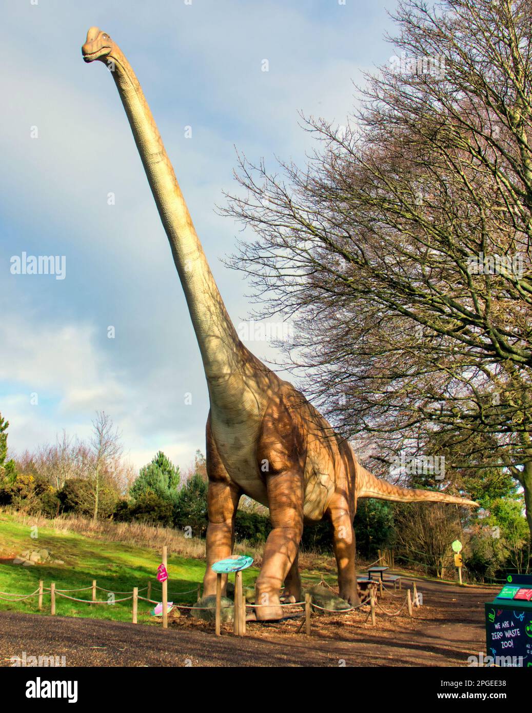 animatronic model of Brachiosaurus at Edinburgh Zoo Hilltop dinosaur display Stock Photo