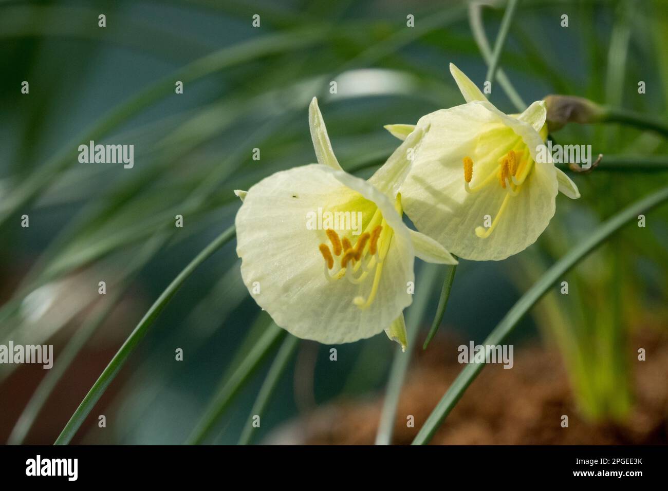 Pale, Yellow, White, Narcissus, Bloom, Daffodil, Narcissus 'Arctic Bells', Dwarf, Daffodils, Flower Stock Photo