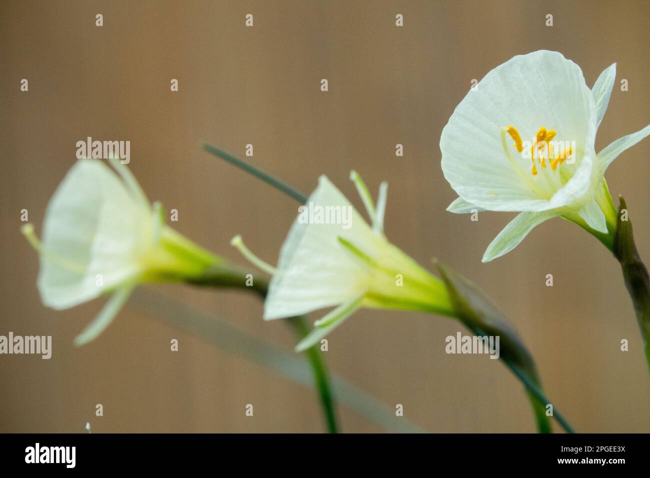 Amaryllidaceae, Dwarf, Daffodil, Narcissus Arctic Bells, Flowers, Season, Spring Stock Photo