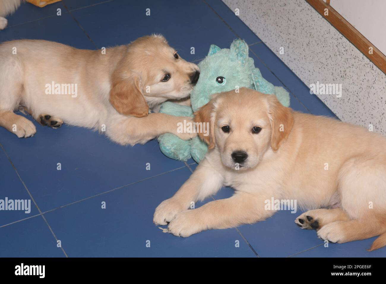 two young golden retriever puppies, litter mates, with soft dragon toy on blue floor Stock Photo