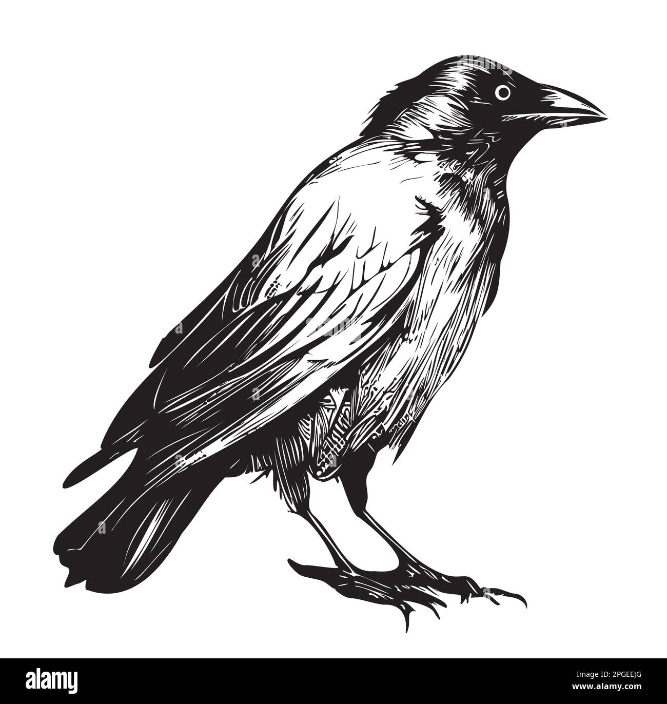 Raven hand drawn sketch Vector illustration Birds halloween Stock