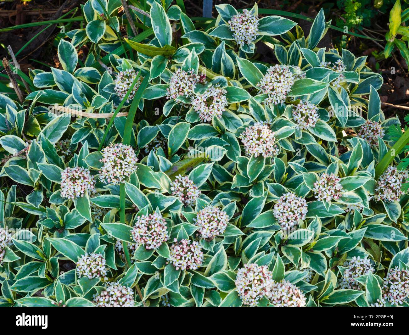 Variegated evergreen foliage and scented white spring flowers of the compact hardy evergreen shrub, Skimmia japonica 'Magic Marlot' Stock Photo