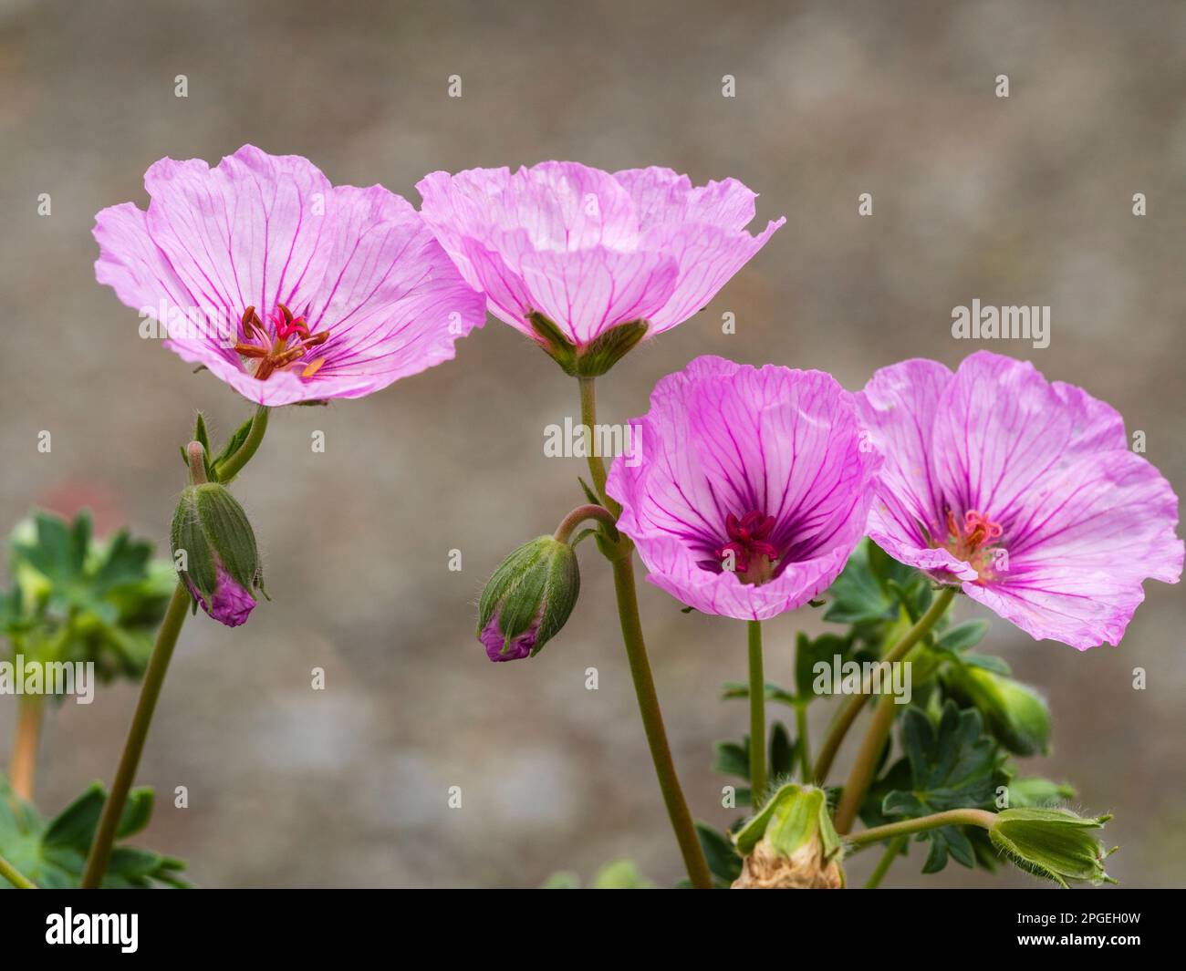 Pink flowers of the late spring to autumn blooming hardy, clump forming perennial, Geranium 'Sateene' Stock Photo