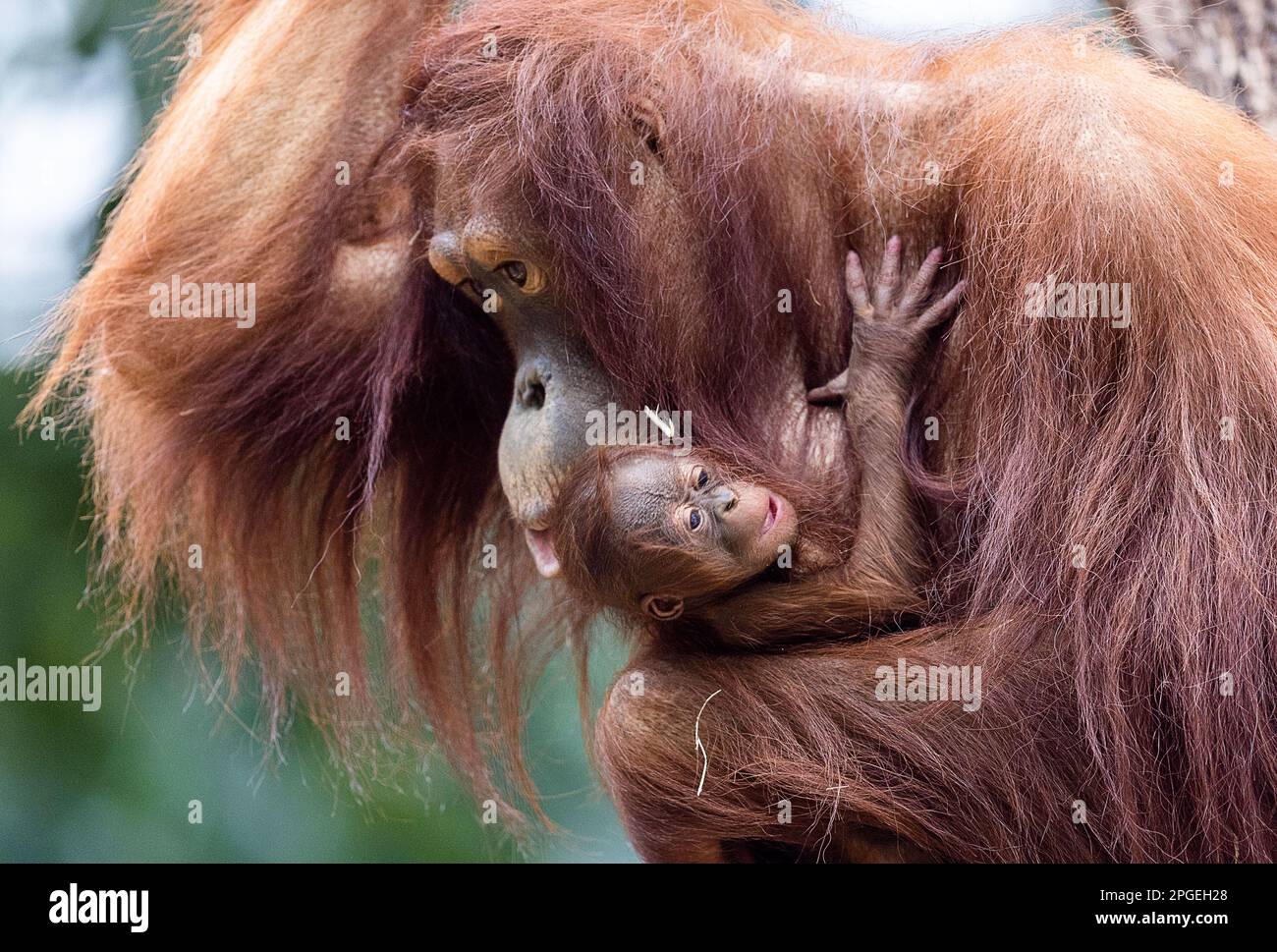 Orangutan mother 'Temmy' holds her male offspring in her arms at