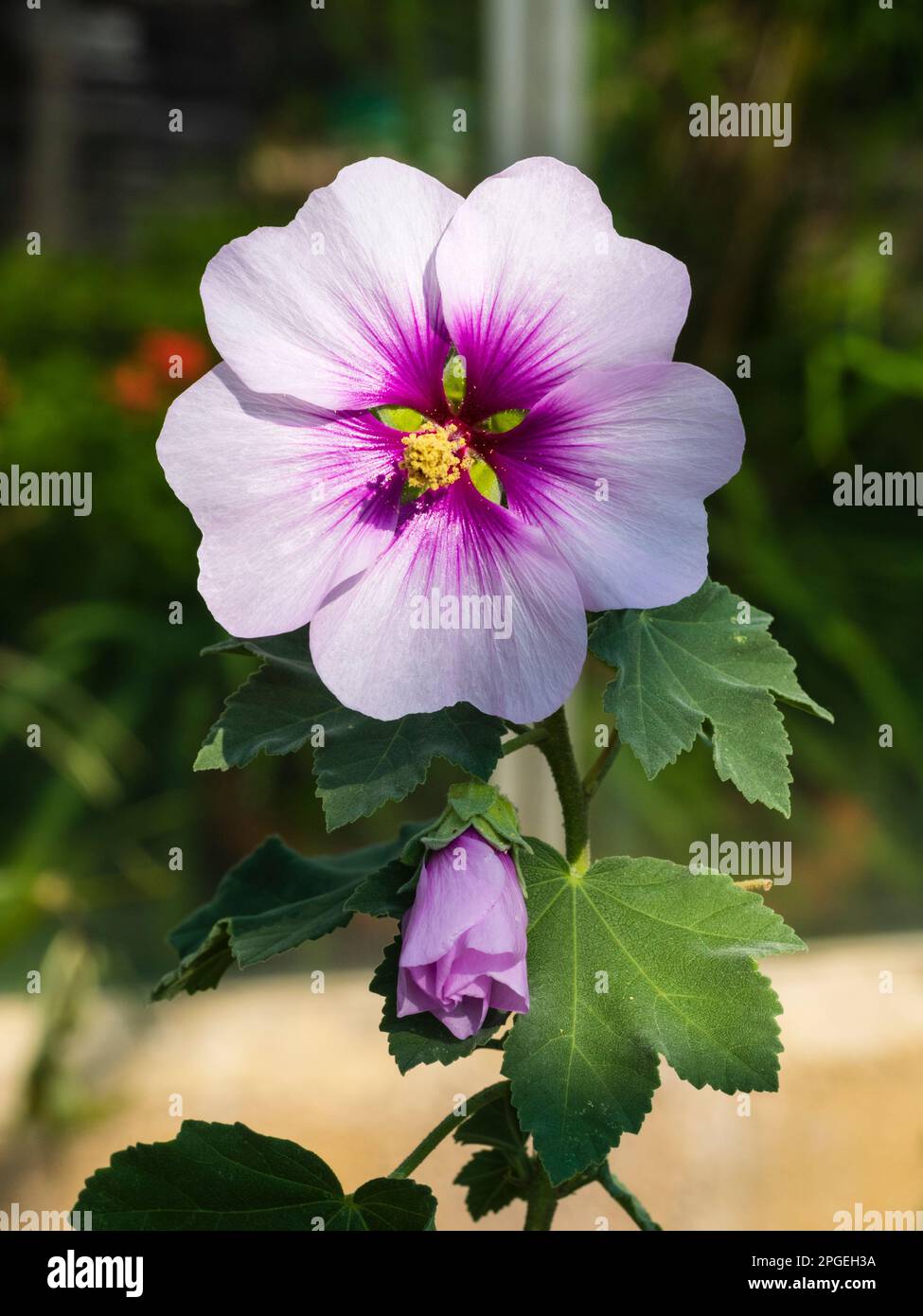 Pink centered white flower and opening bud of the hal-hardy tree mallow shrub, Lavatera aff maritima 'Bicolor' Stock Photo