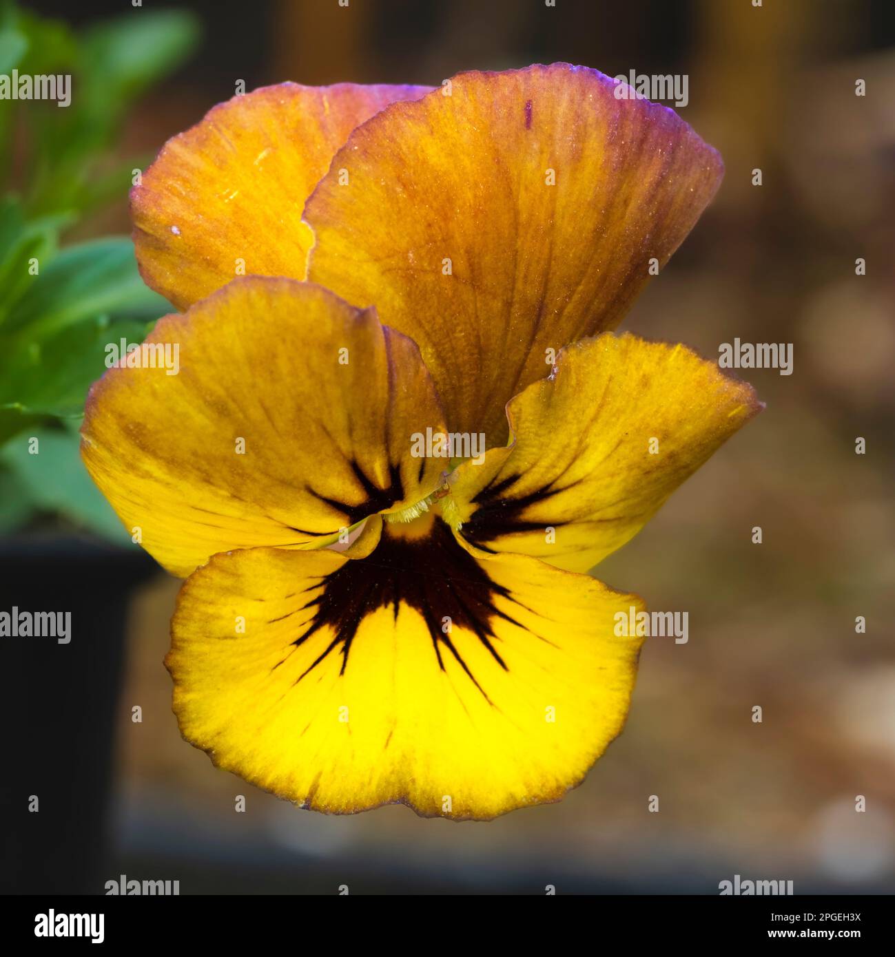 Single bronze, yellow and black flower of the spring to summer blooming small hardy perennial, Viola 'Irish Molly' Stock Photo