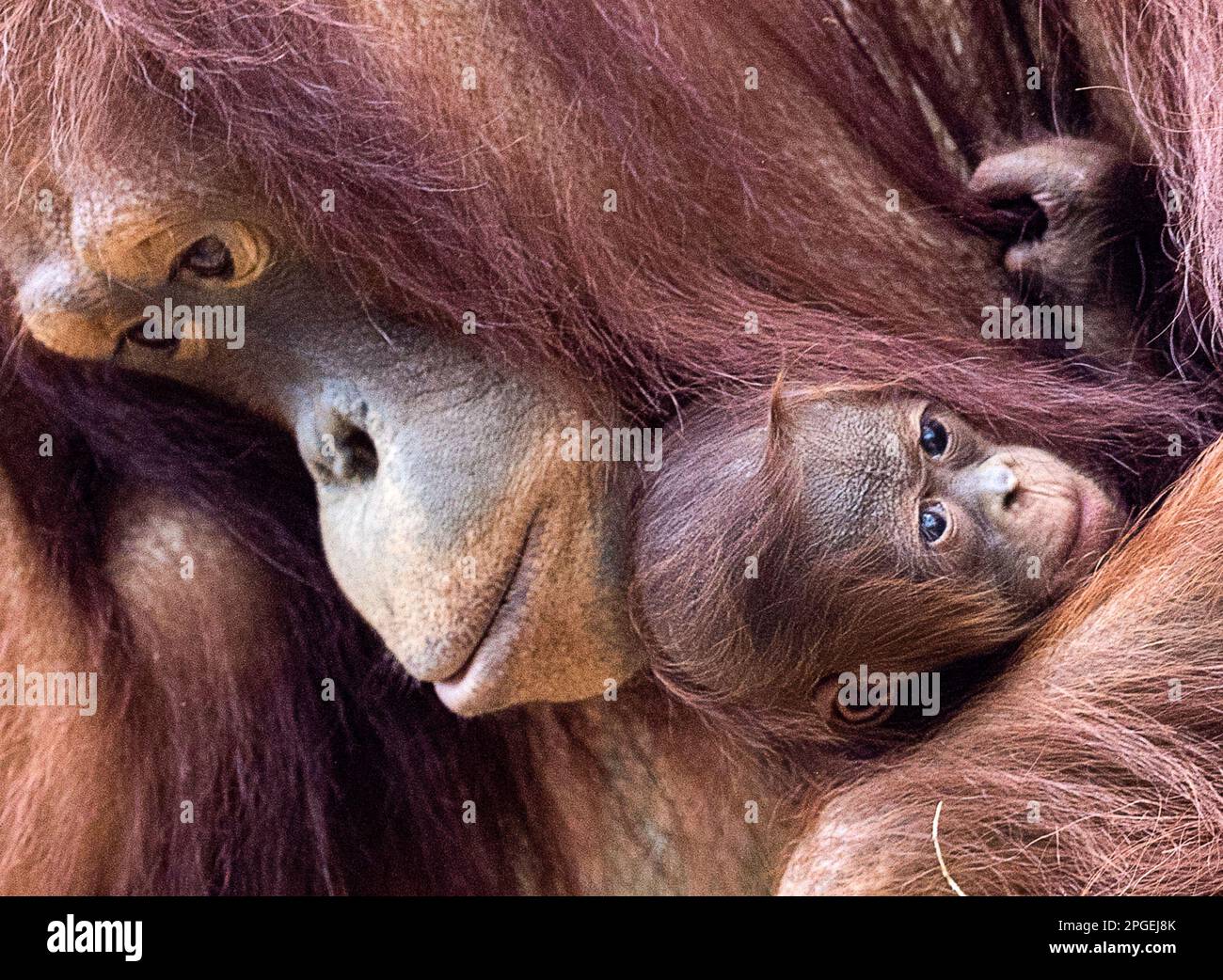 Rostock, Germany. 22nd Mar, 2023. Eleven-year-old female orangutan Cantik holds her offspring in her arms at Rostock Zoo. The orangutan girl was noticed at around 7 p.m. on March 14, 2023. It is reportedly the seventh orangutan child since the Darwineum - the home of the great apes at Rostock Zoo - opened in 2012. Credit: Jens Büttner/dpa/Alamy Live News Stock Photo