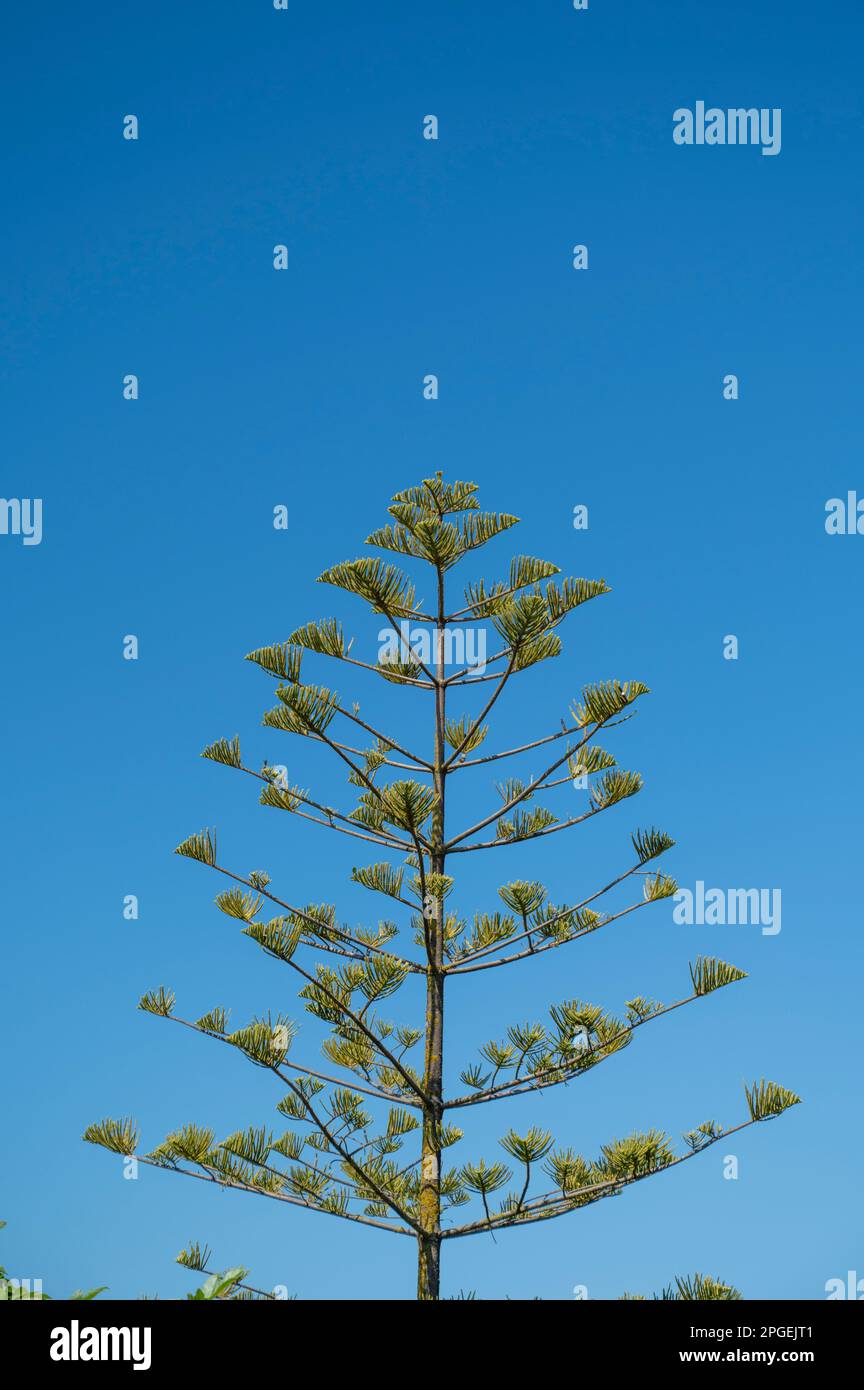 A green Araucaria tree against a blue sky in the Algarve Portugal Stock Photo