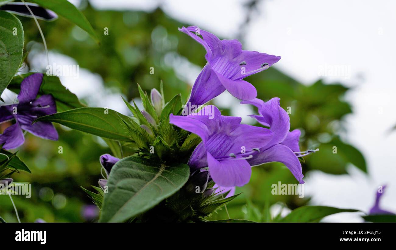 Landscape of Flowers of Barleria cristata also known as Philippine