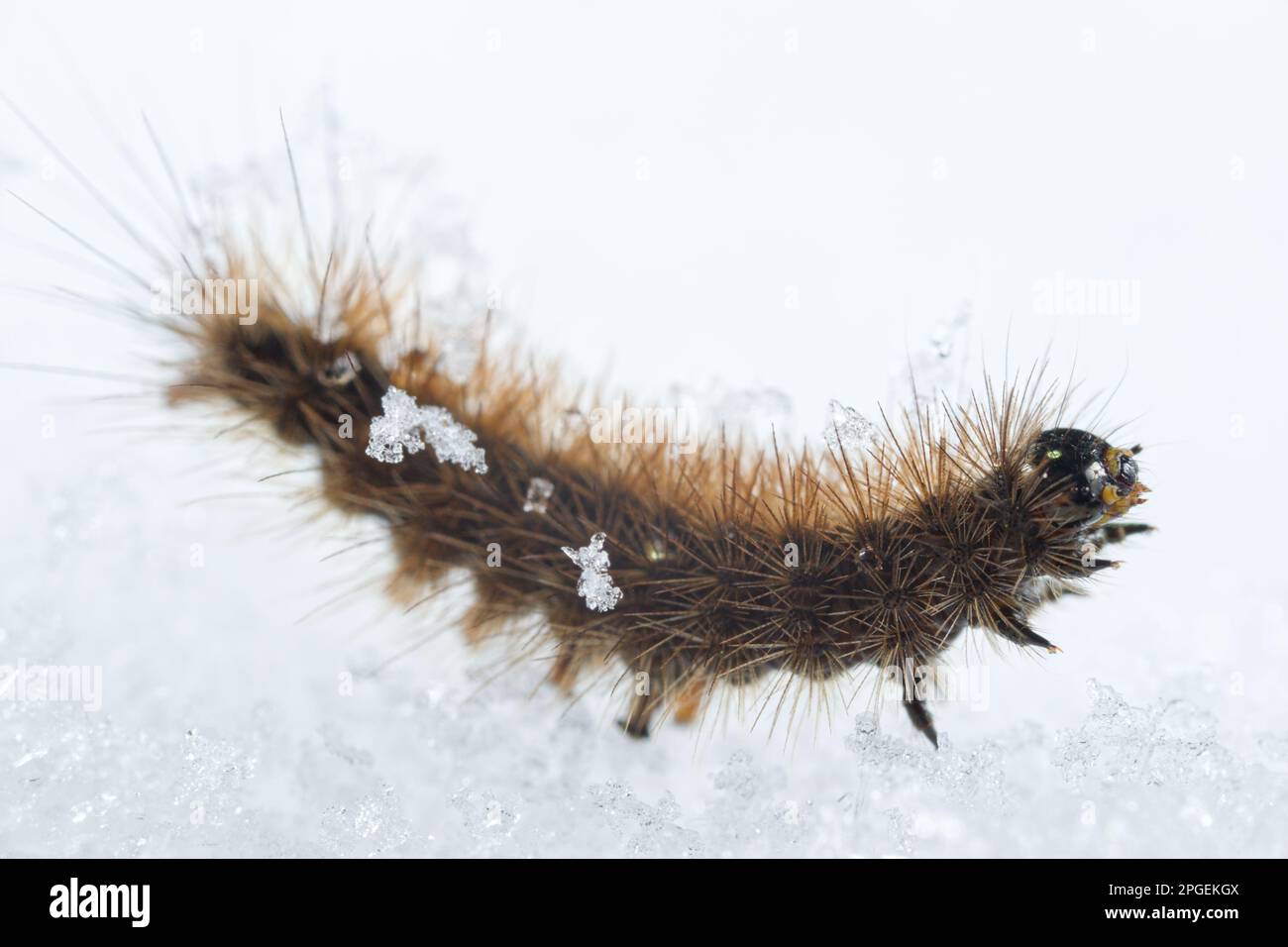 Clouded buff moth caterpillar (Diacrisia sannio) walking on snow Stock Photo