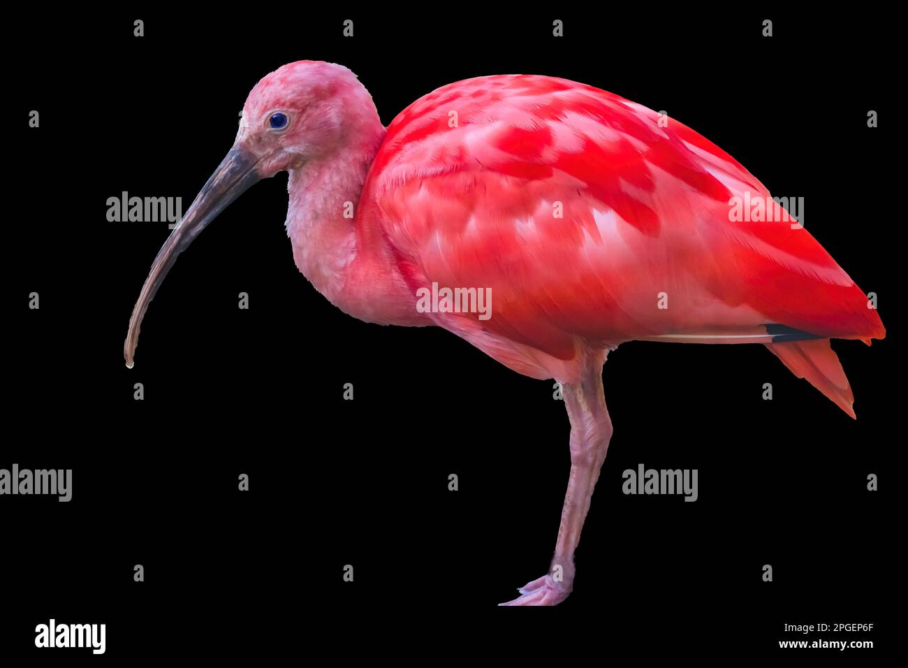 Colorful Red Pink Orange Scarlet Ibis Eudocimus Ruber in Waikiki