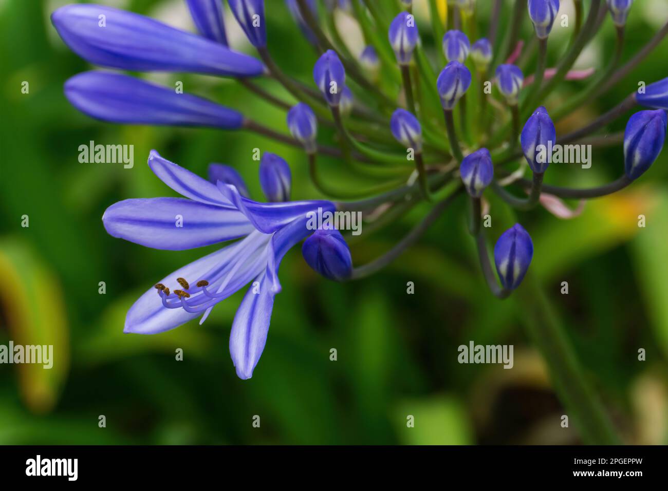 Lilac inflorescences of African Agapanthus in the garden close up Stock Photo