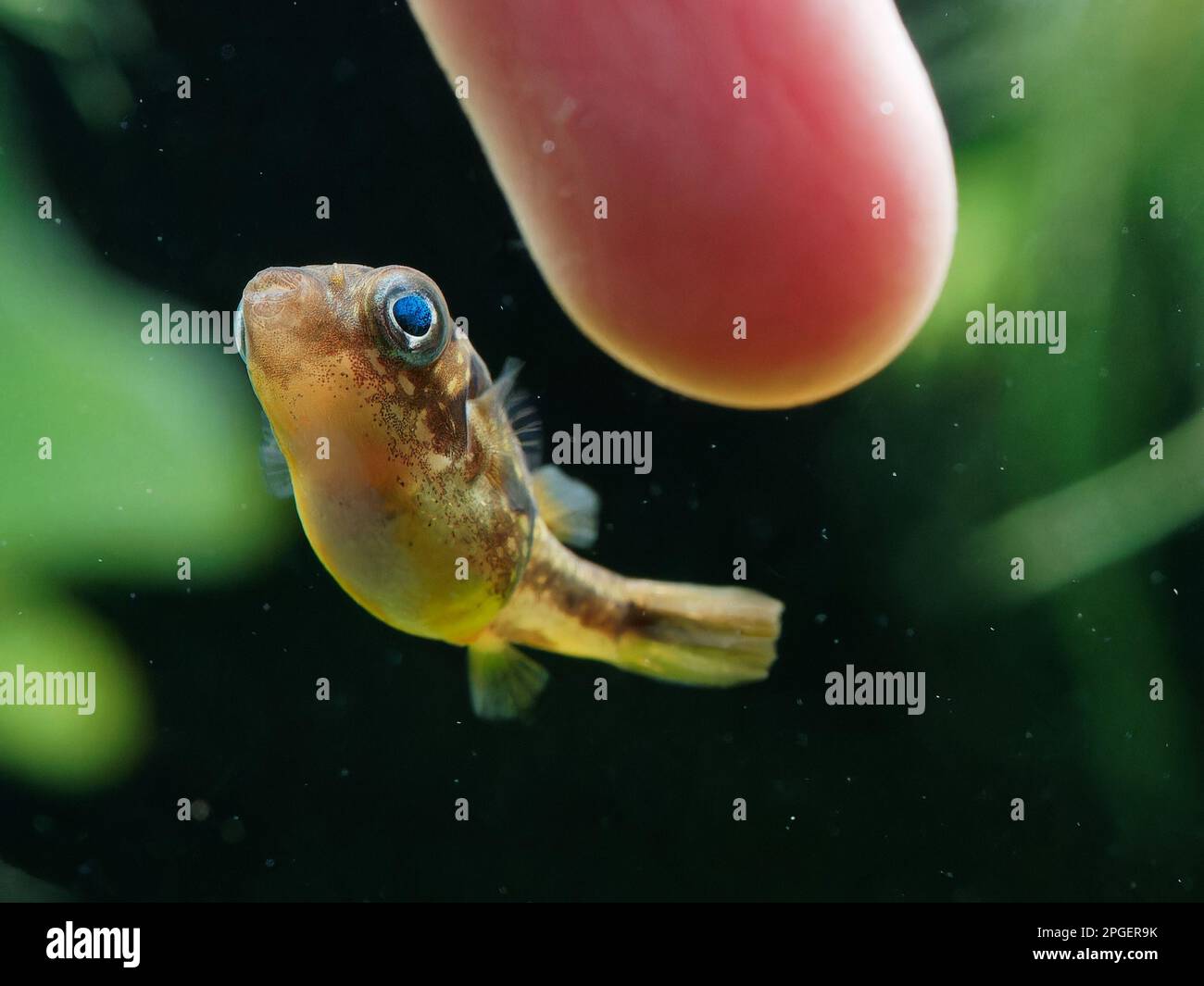 Pea puffer hi-res stock photography and images - Alamy