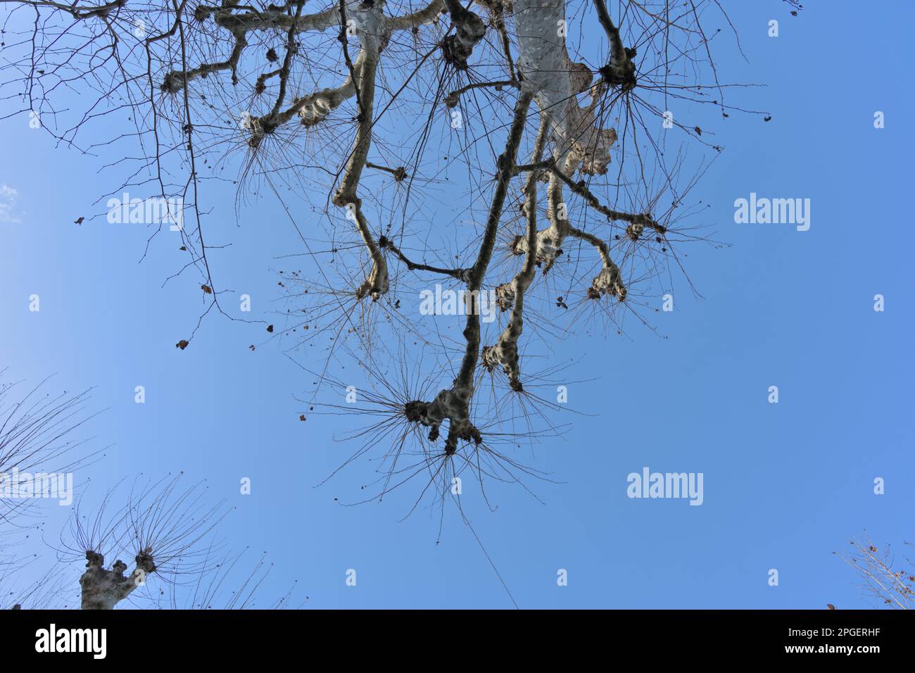 Leafless tree sundrenched against a blue sky in the winter. Natural background Stock Photo