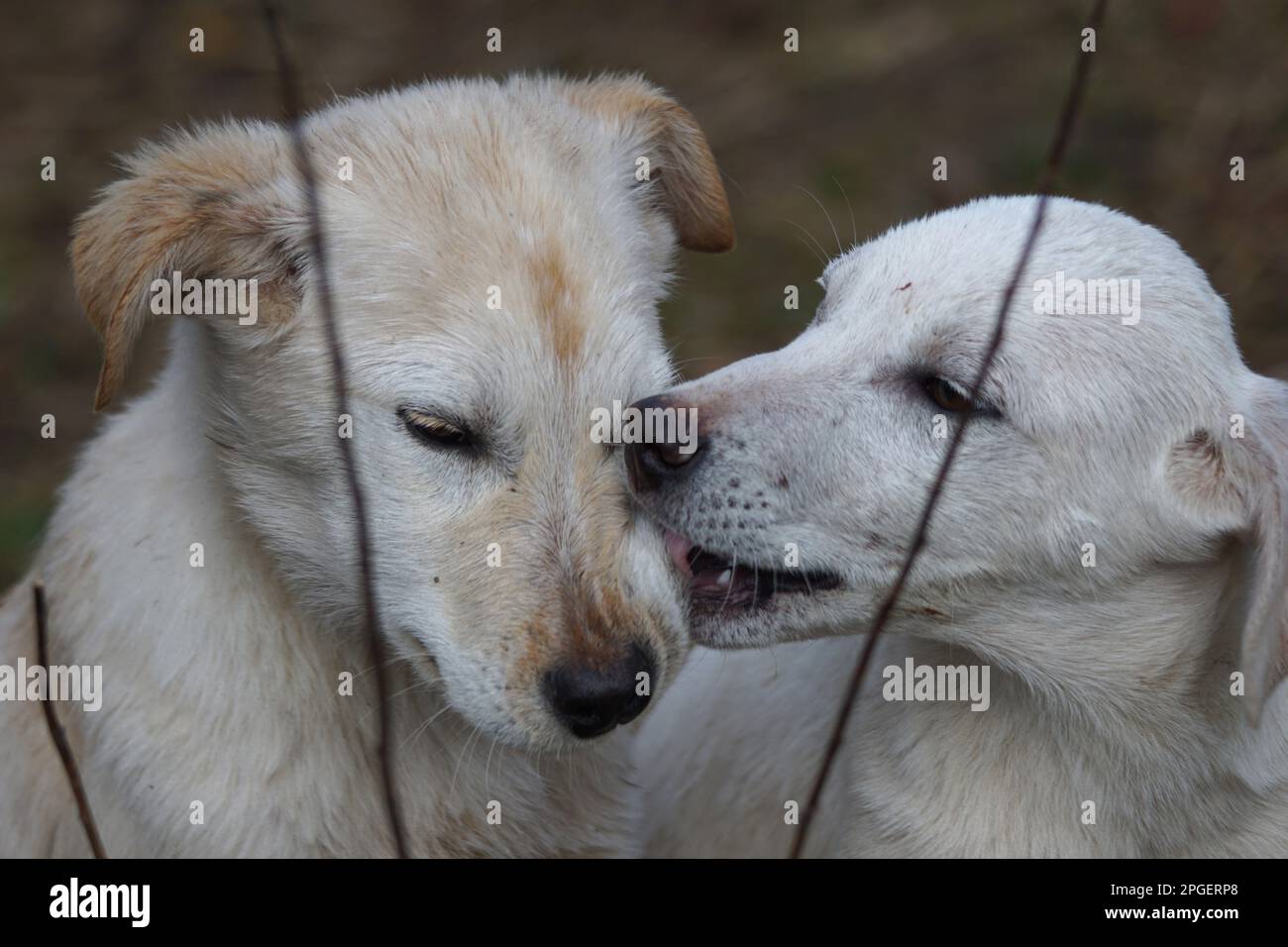 Stray and poor dog in the field, beautiful homeless animals banner background. Stock Photo