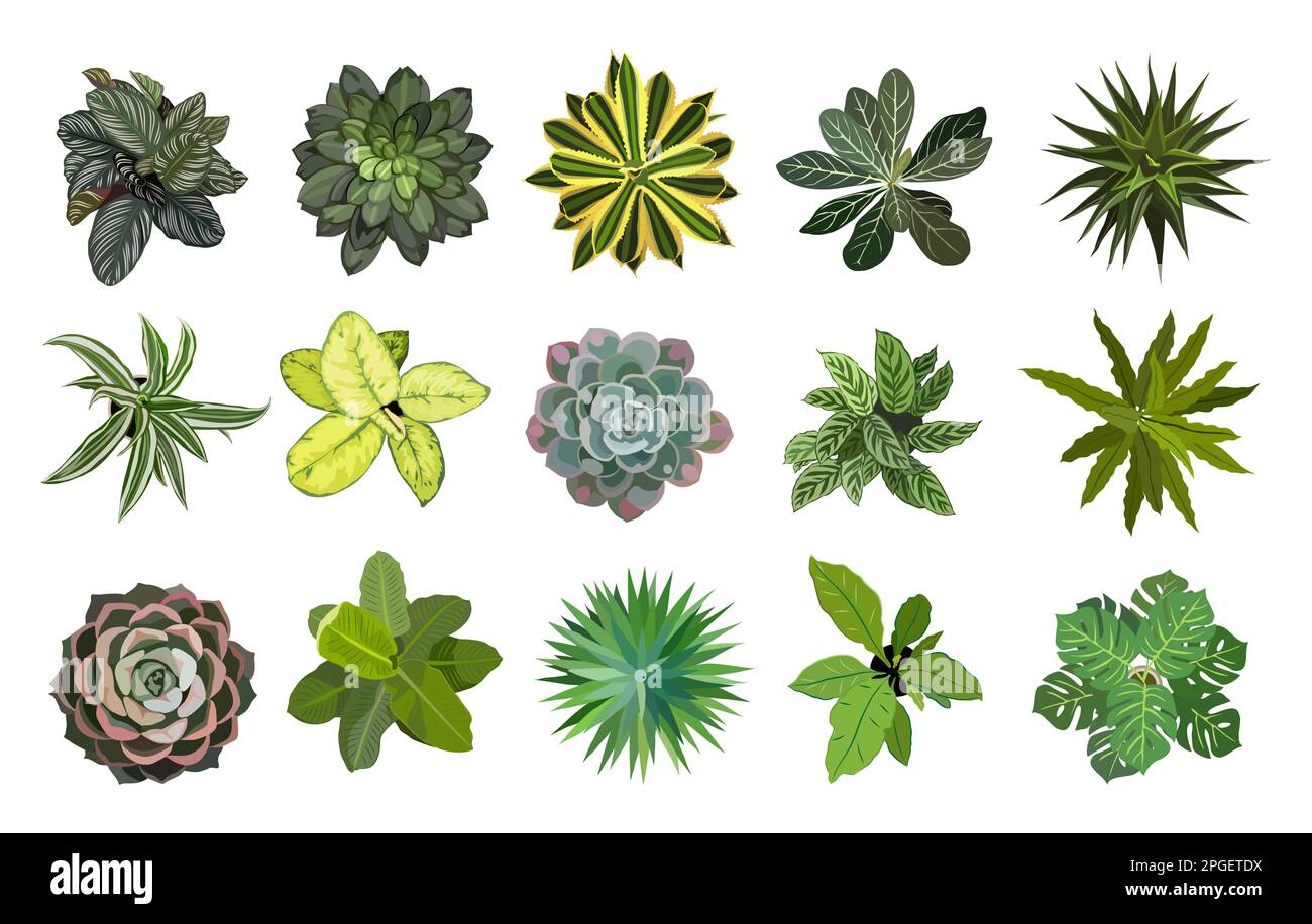 Set of different house plants top view vector Stock Vector Image & Art