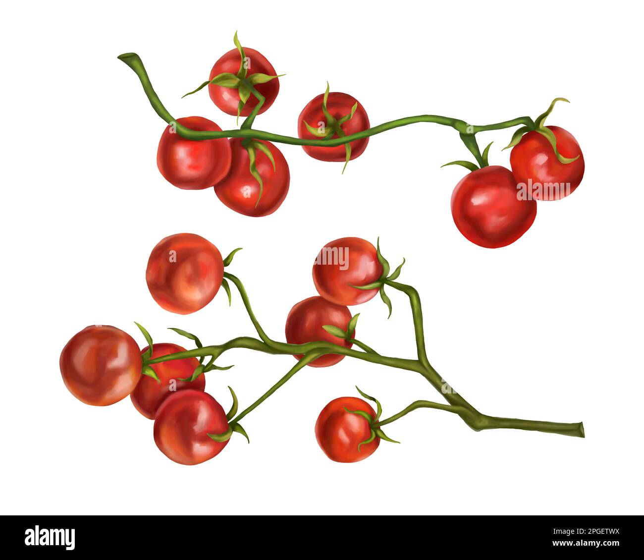 Tomatoes On The Vine Clip Art
