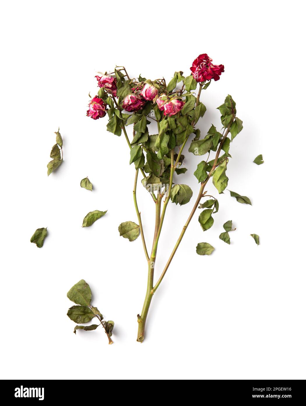 Branch of dead roses isolated. Dry pink roses on a white background top ...