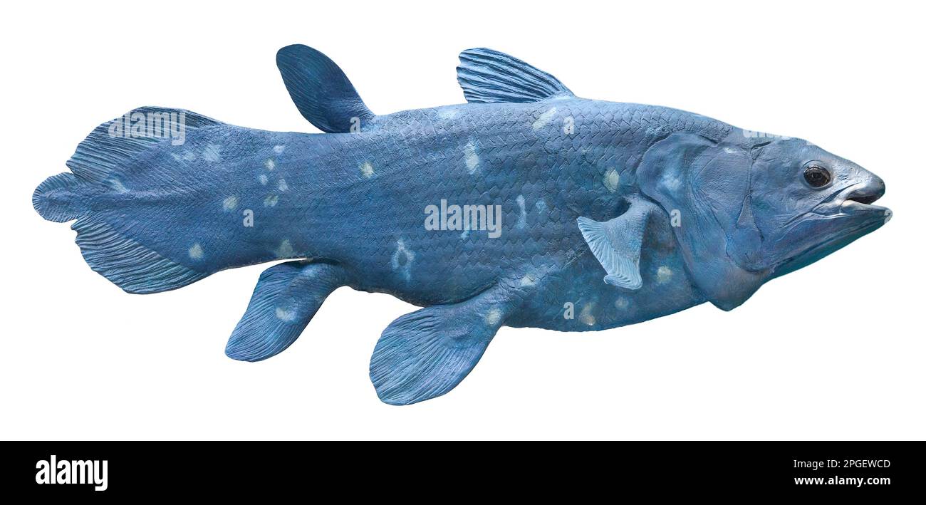 Coelacanth fish model Stock Photo