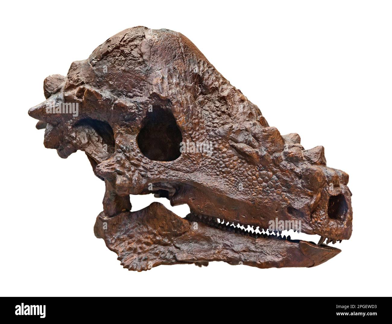 Dinosaur skull cast, Pachycephalosaurus wyomingensis Stock Photo