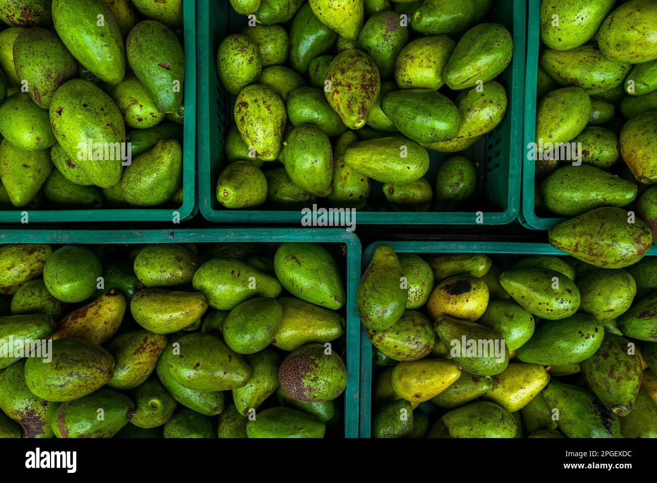 Plastic crates of fresh avocados, cultivated in local farms, are seen offered for sale in the street market in Cali, Colombia. Stock Photo