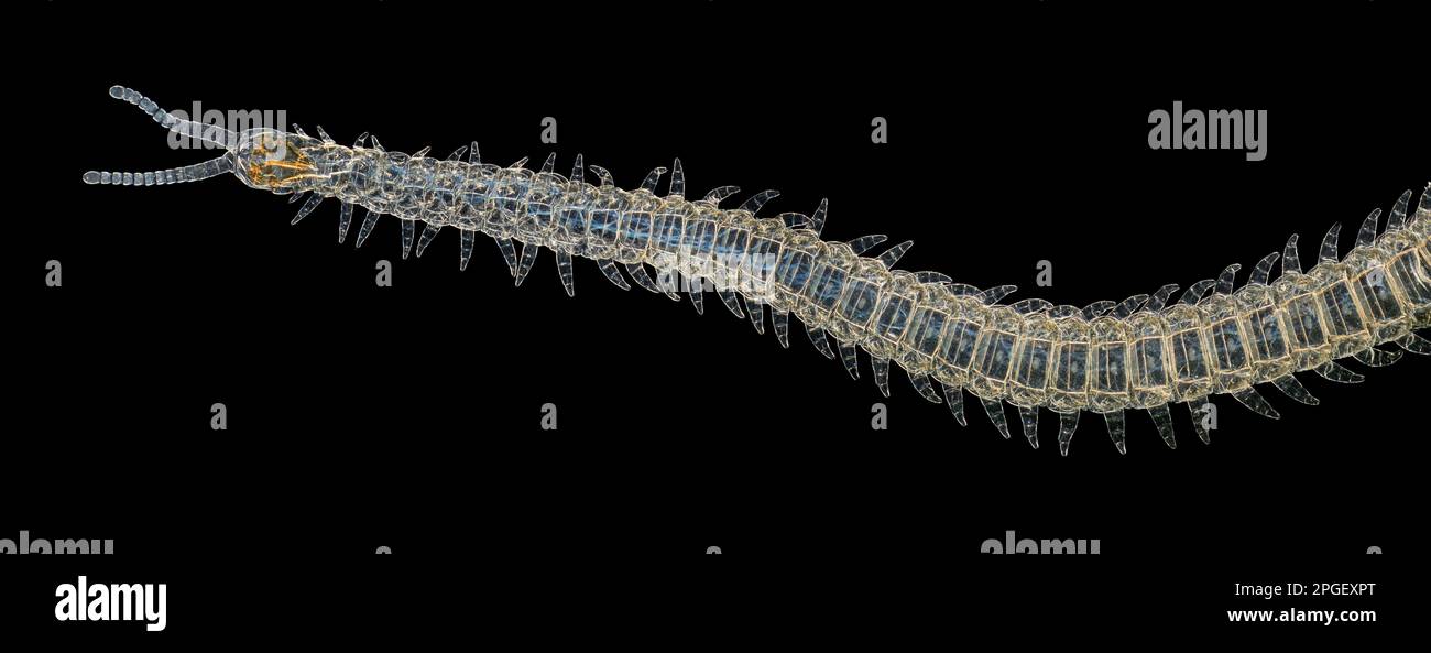 Garden centipede, darkfield photomicrograph, prepared microscope slide Stock Photo