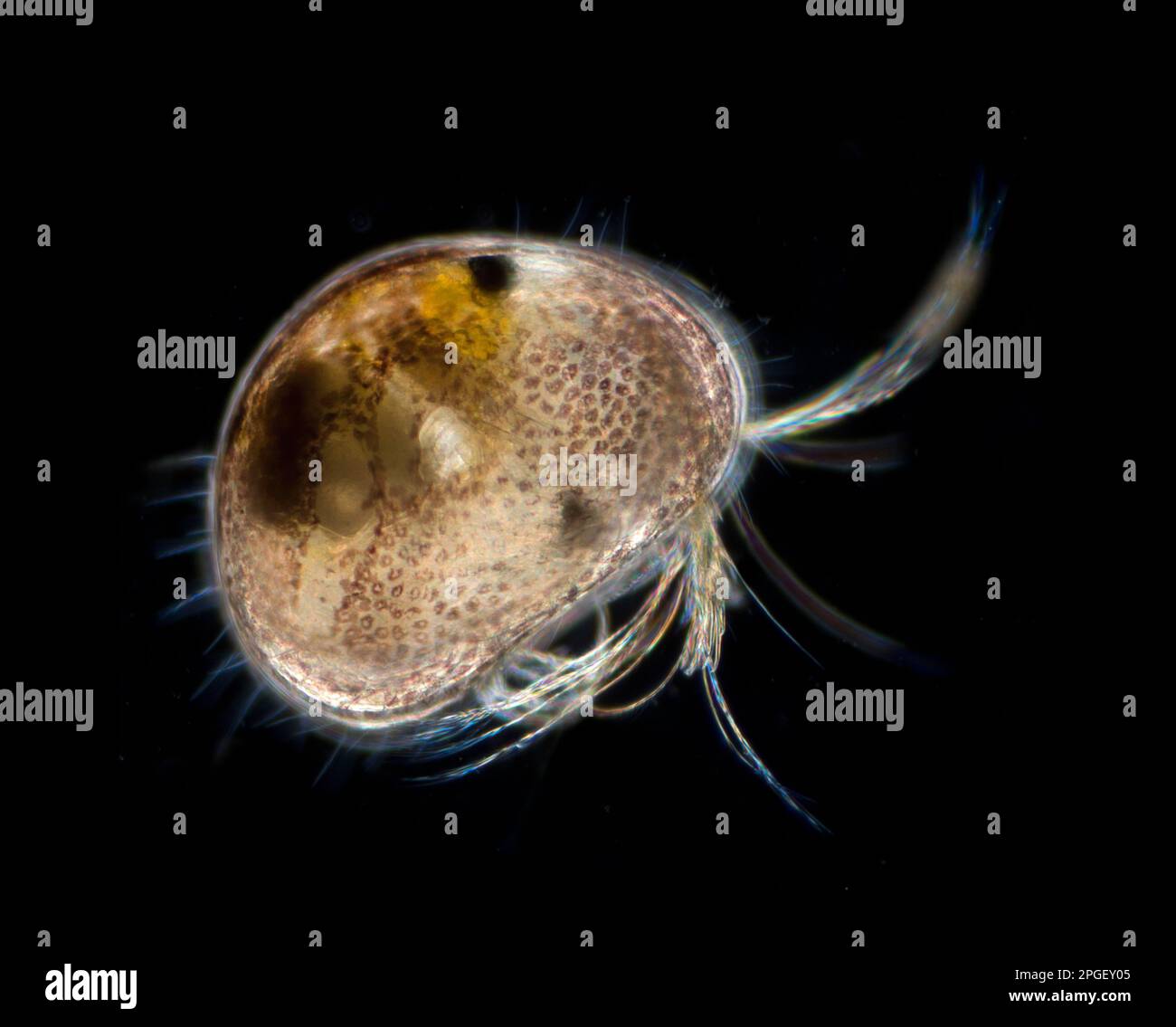 Freshwater Ostracod in a garden pond, UK Stock Photo