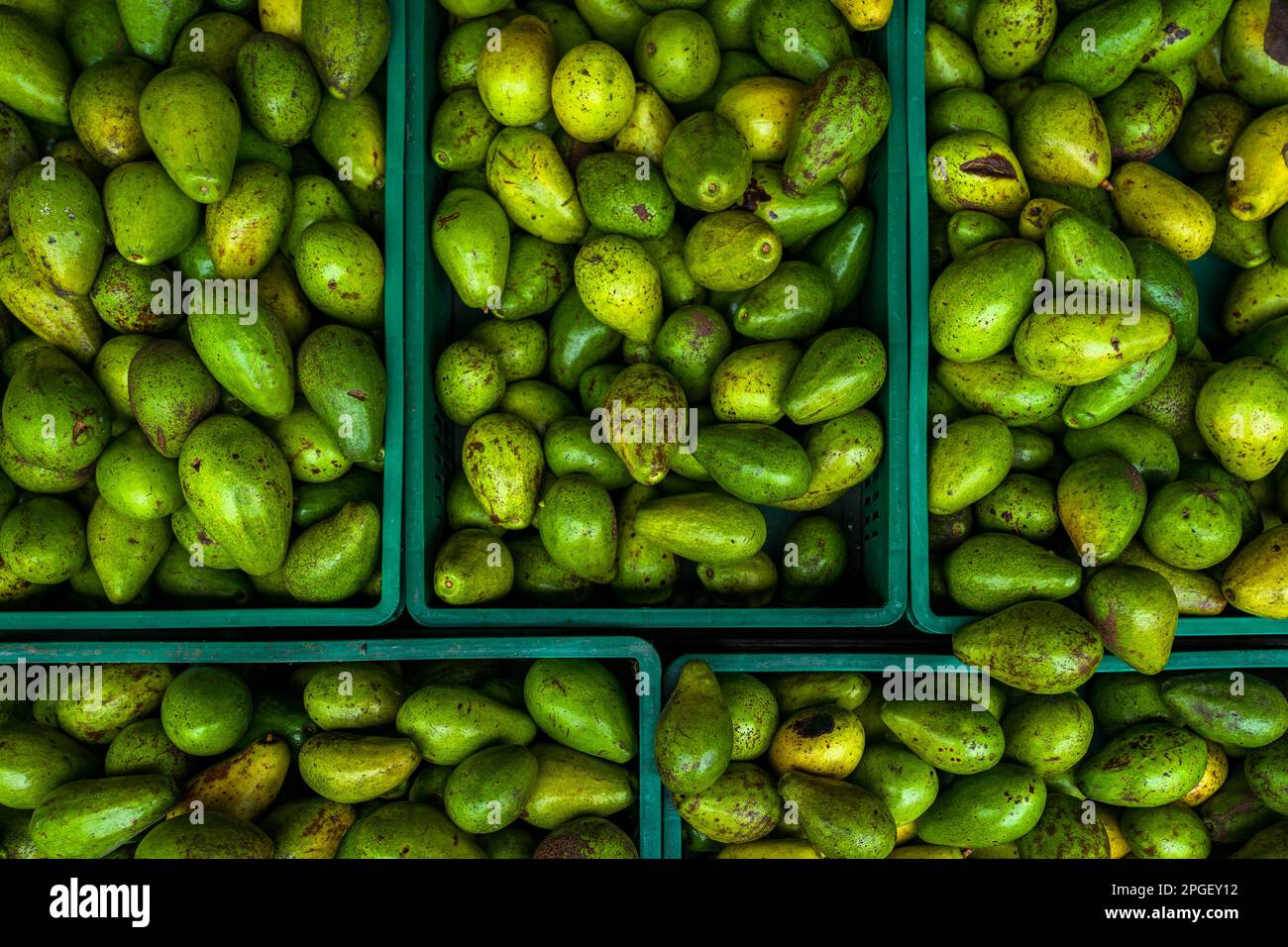 Plastic crates of fresh avocados, cultivated in local farms, are seen offered for sale in the street market in Cali, Colombia. Stock Photo