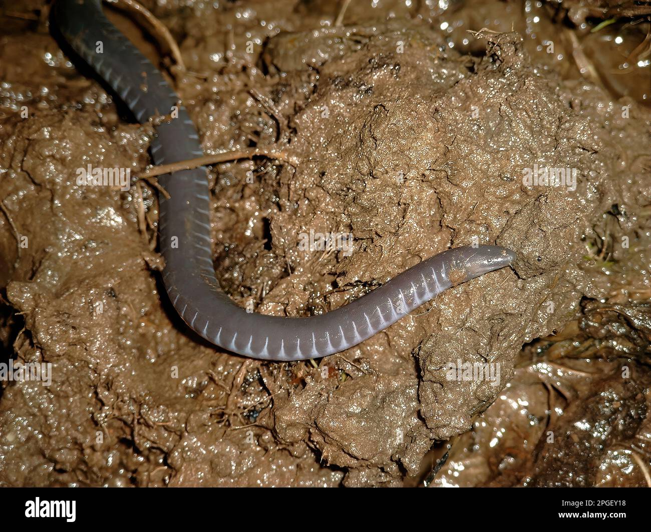Closeup on a rarely photograhped African Amphibian Caecilian