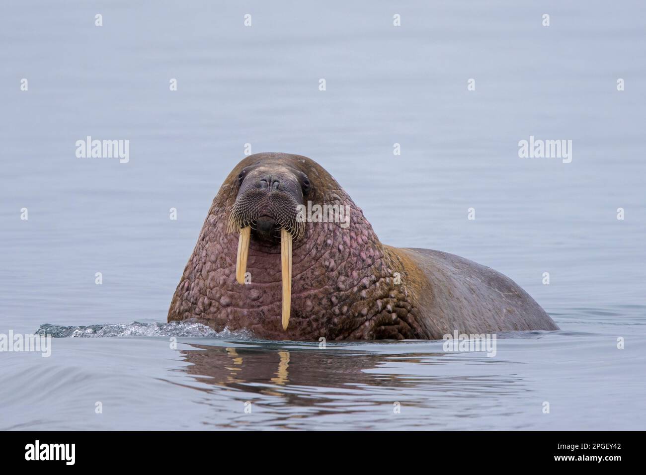 Walrus (Odobenus rosmarus) male / bull with broken tusk in the Arctic Ocean, Svalbard / Spitsbergen, Norway Stock Photo