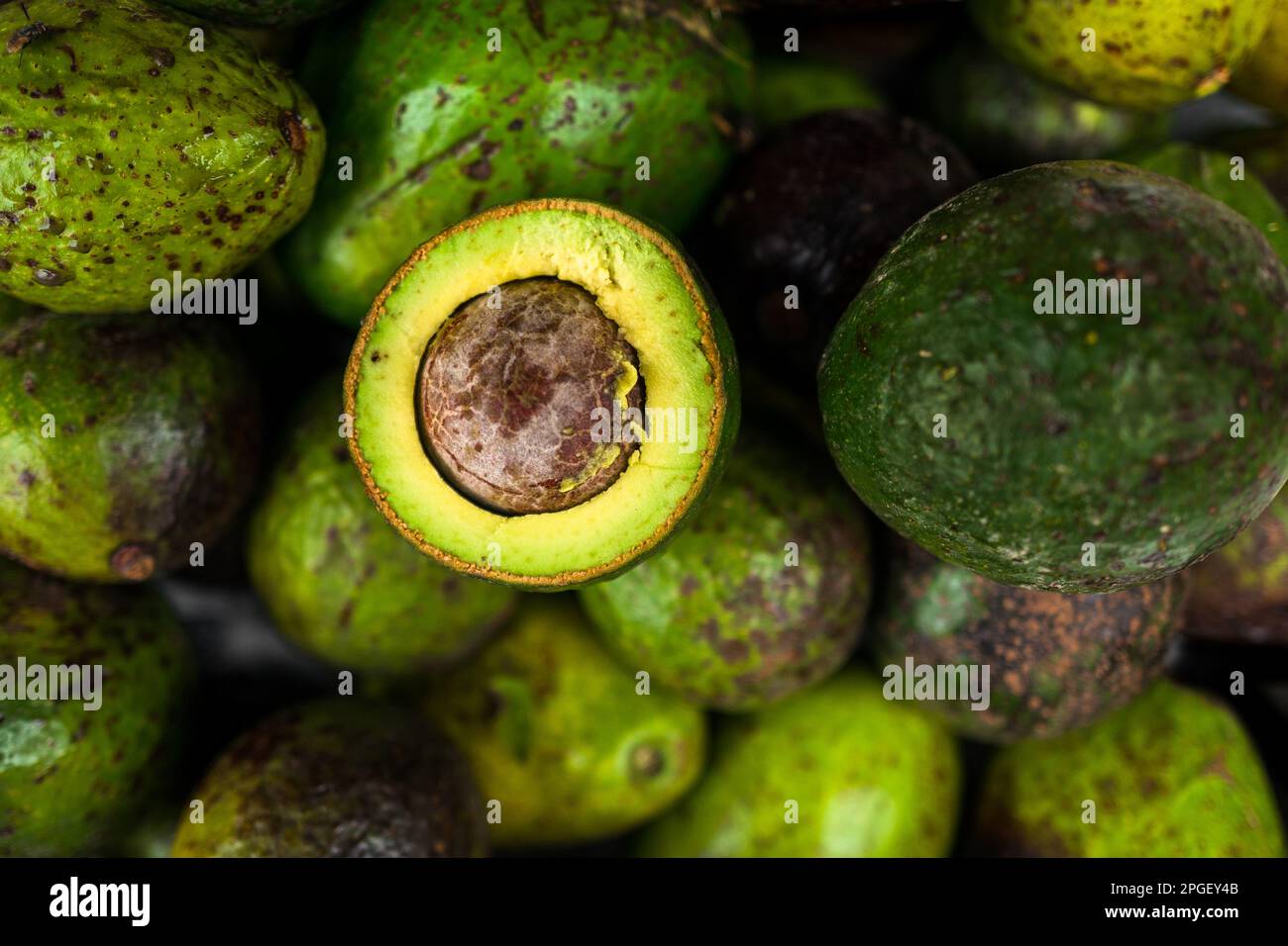 Fresh and ripe avocados are seen arranged on the market stand for sale in the street market in Cali, Colombia. Stock Photo