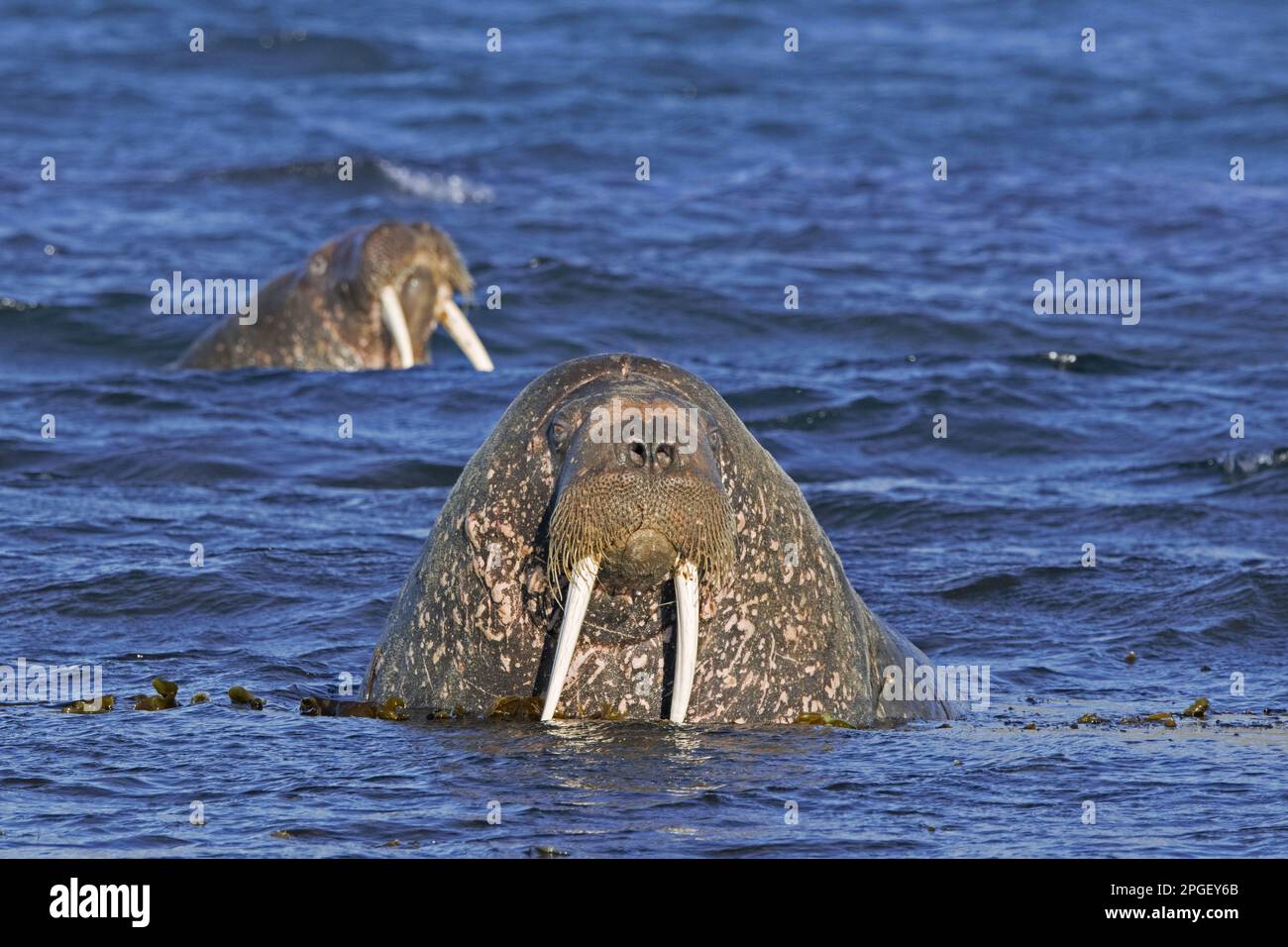 Two Male Walruses Odobenus Rosmarus Bulls Swimming In The Arctic