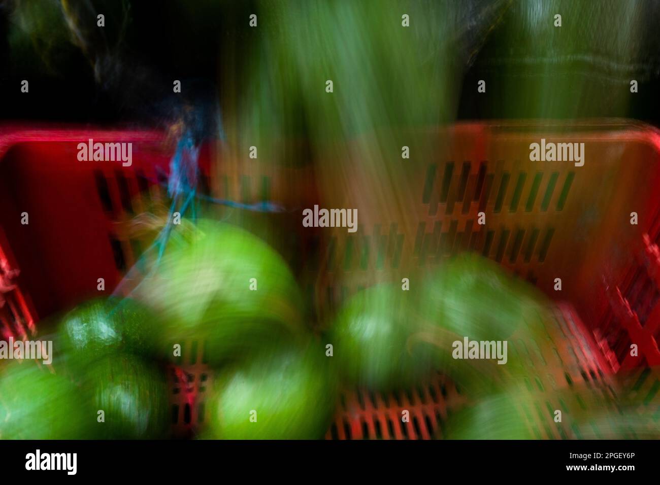 Fresh avocados are seen transferred from a mesh bag into a plastic crate in the street market in Cali, Colombia. Stock Photo