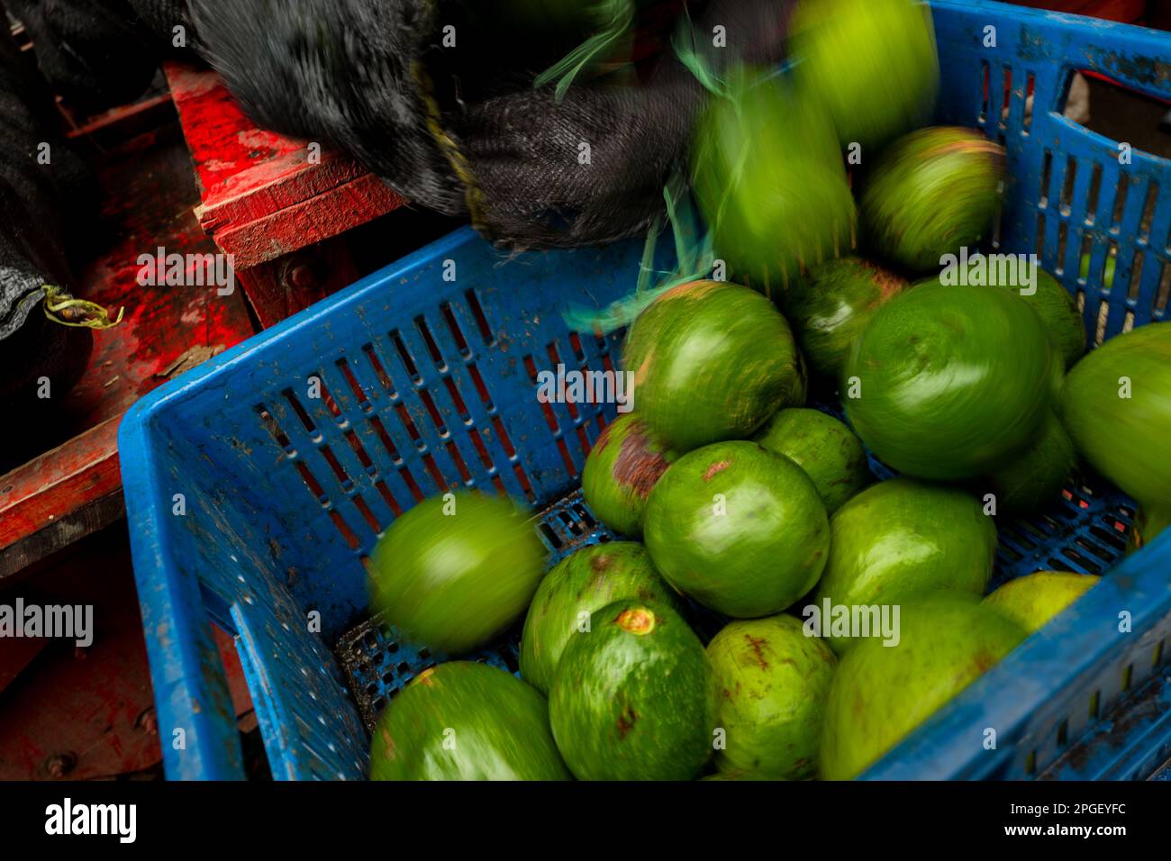 Fresh avocados are seen transferred from a mesh bag into a plastic crate in the street market in Cali, Colombia. Stock Photo