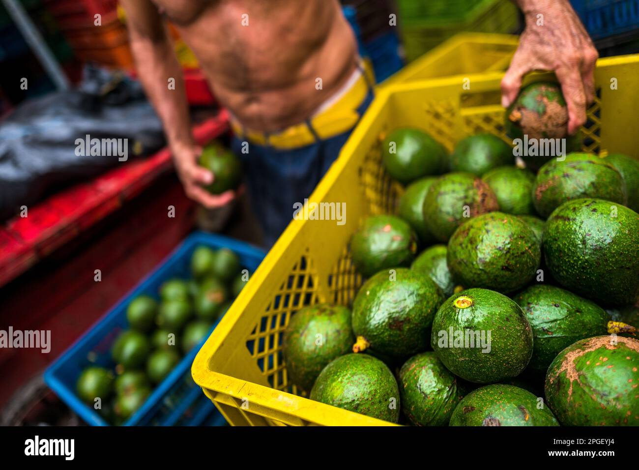 A Colombian worker transfers fresh avocados from one plastic crate to another in the street market in Cali, Colombia. Stock Photo