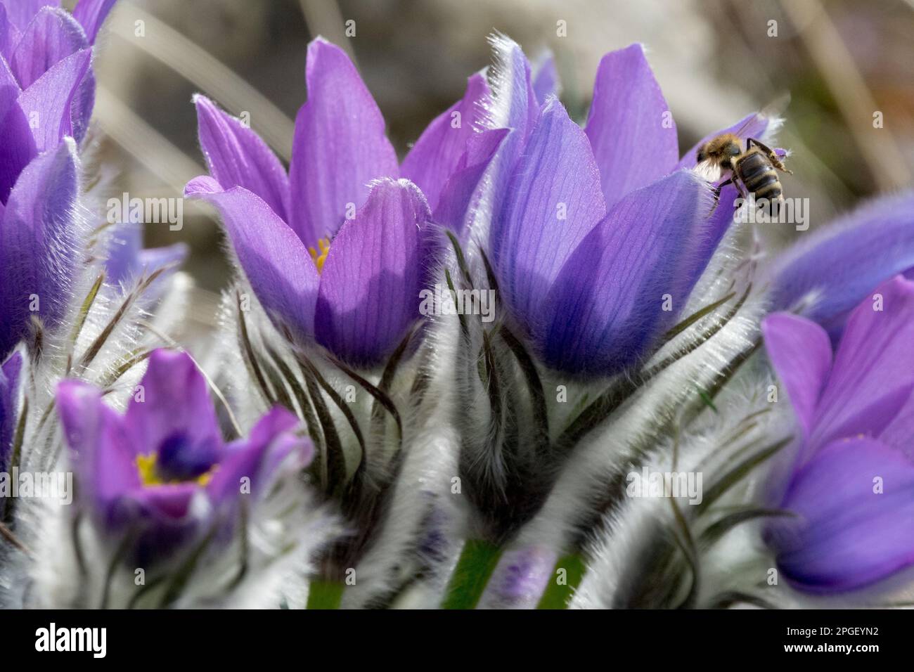 Apis, Bee, Apis mellifera, European honey bee, March, Flowers, Pasque flower, Plant, Spring, Insect in bloom Stock Photo