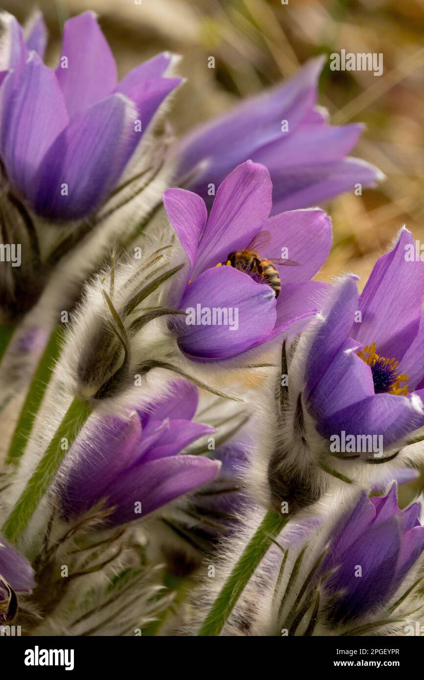 March Plant, Spring, Season, Bloomers, Blooms, Pasque flower Stock Photo