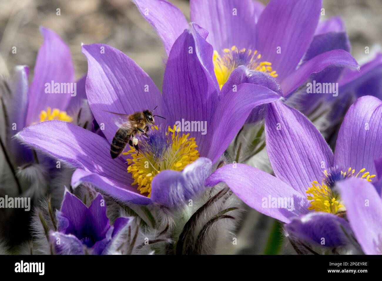Honey bee, In, Flower, Pulsatilla grandis, Pasque flower, Bee, Pollen, Spring, Insect Stock Photo