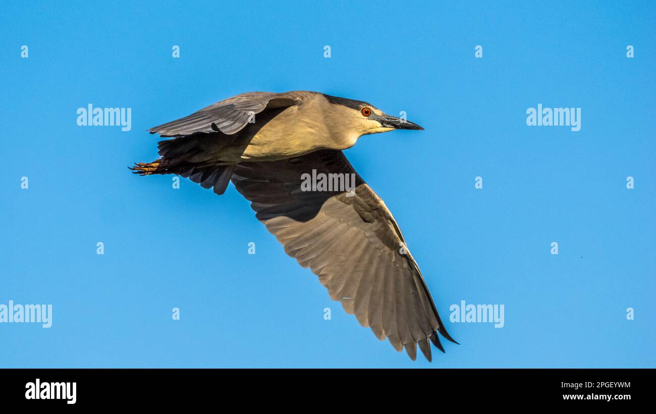 Black-Crowned Night Heron flying in a blue sky at the Venice Area Audubon Rookery in Venice Florida USA Stock Photo