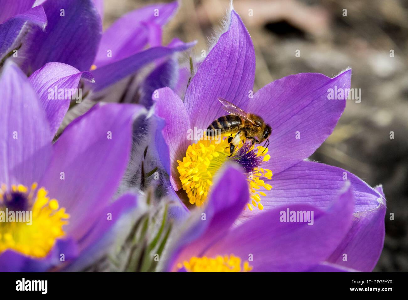 Honey bee Apis mellifera in late winter on Pasque flower Stock Photo