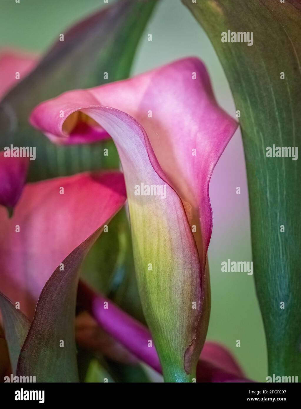 Close up of a pink calla lily (Zantedeschia aethiopica) also known as a arum lily Stock Photo