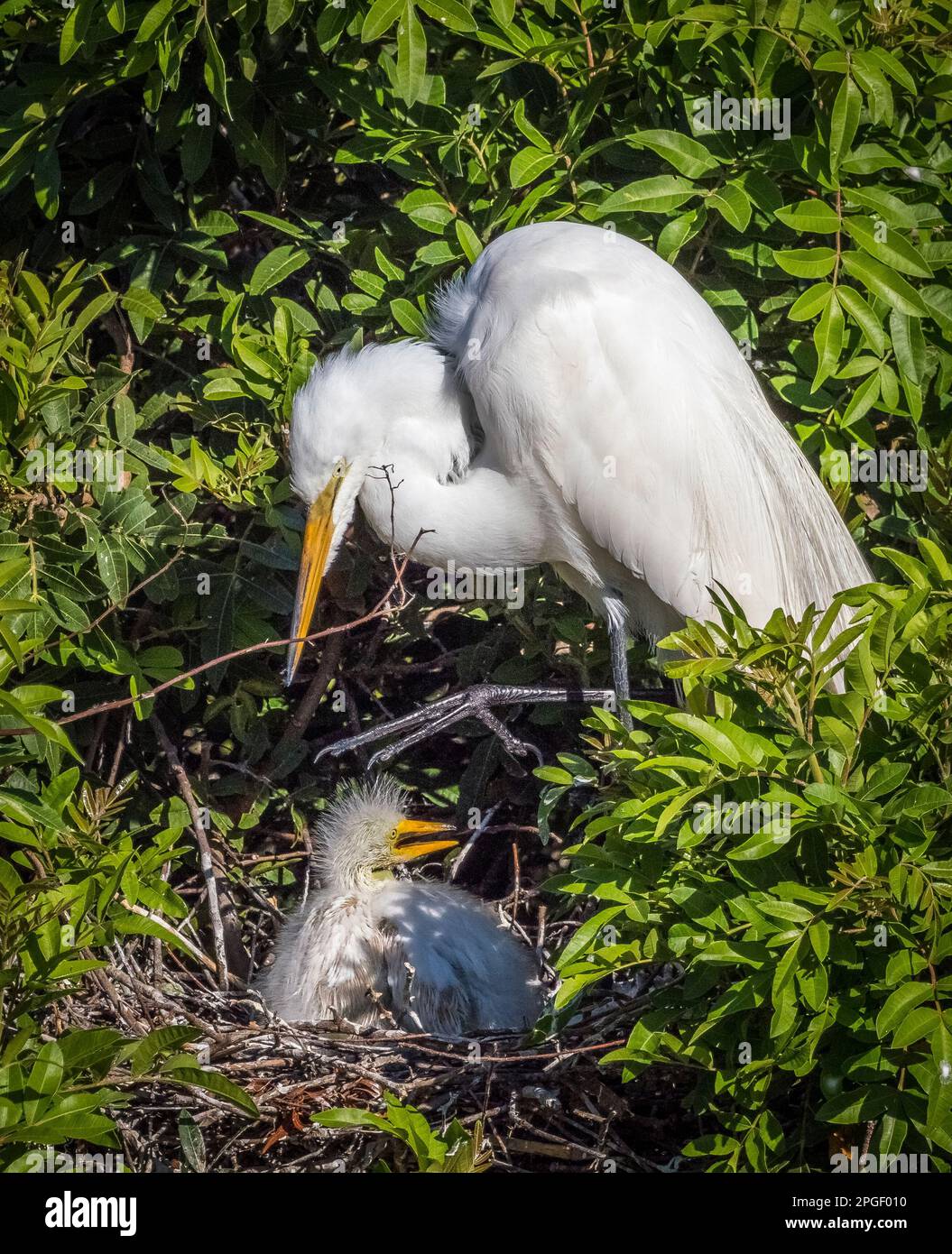 Great or American Egret  with chicks at the Venice Audubon Rookery in Venice Florida USA Stock Photo