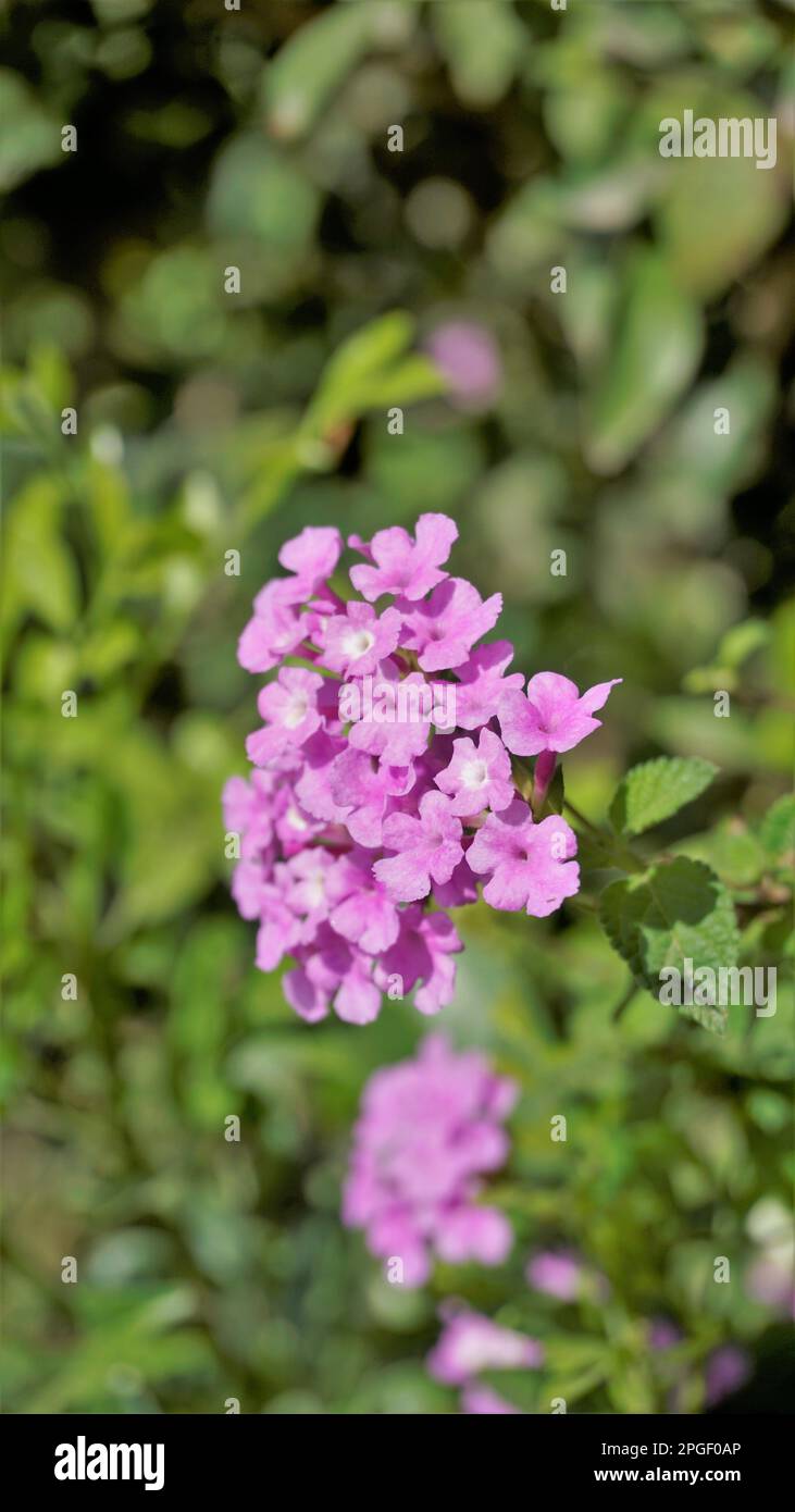 Flowers of Lantana montevidensis also known as Purple lantana, Wild verbena, Trailing lantana, Creeping lantana, Weeping lantana, Small lantana, Stock Photo