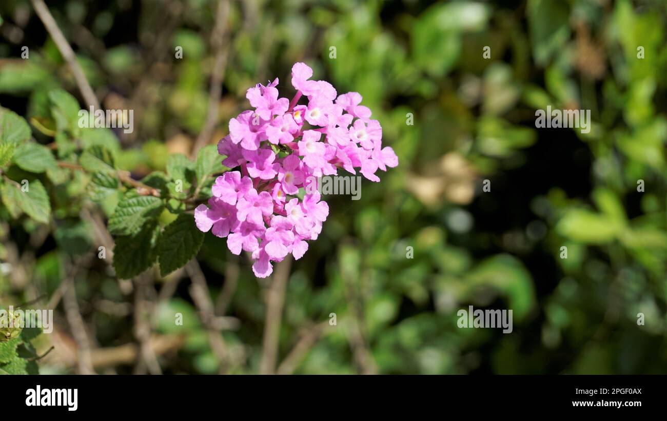 Flowers of Lantana montevidensis also known as Purple lantana, Wild verbena, Trailing lantana, Creeping lantana, Weeping lantana, Small lantana, Stock Photo