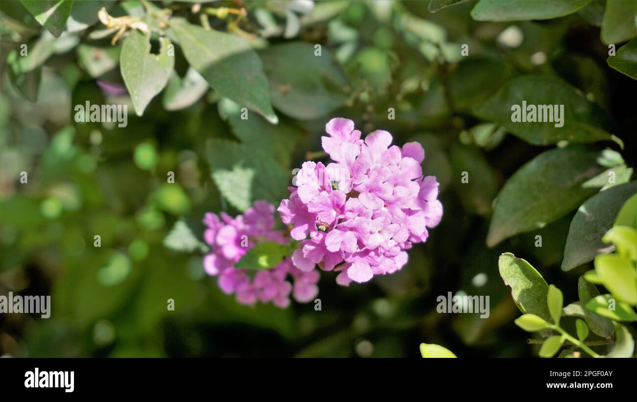 Flowers of Lantana montevidensis also known as Purple lantana, Wild verbena, Trailing lantana, Creeping lantana, Weeping lantana, Small lantana, Stock Photo