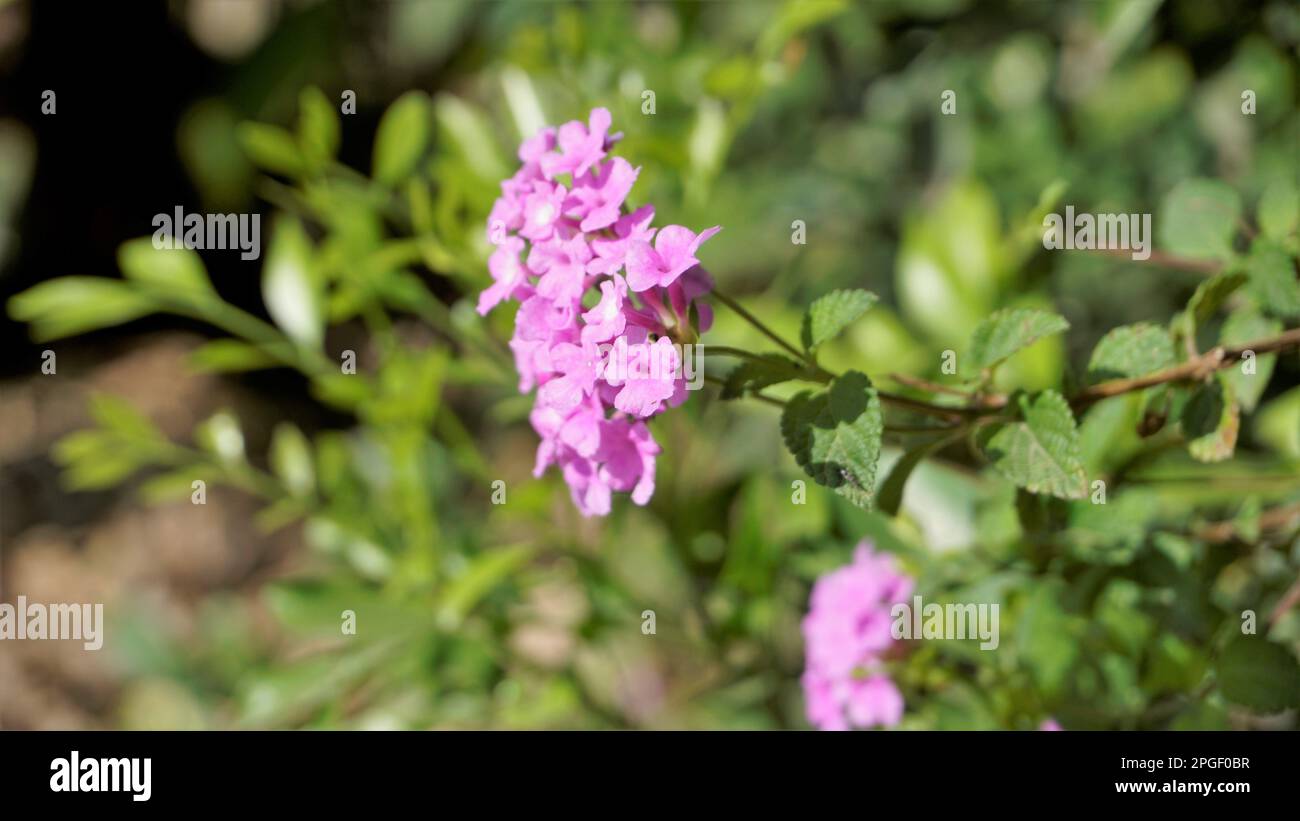 Flowers of Lantana montevidensis also known as Purple lantana, Wild verbena, Trailing lantana, Creeping lantana, Weeping lantana, Small lantana, Stock Photo