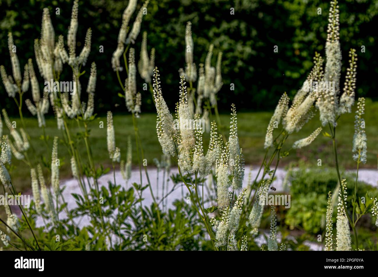 Black snakeroot (Actaea racemosa) known as the black cohosh, black